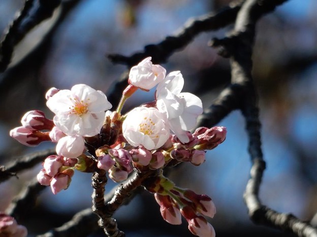DSCN1710 初桜 写真: DSCN1710 初桜