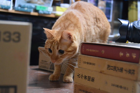 2016年11月20日の茶トラのトラちゃん(メス3歳)