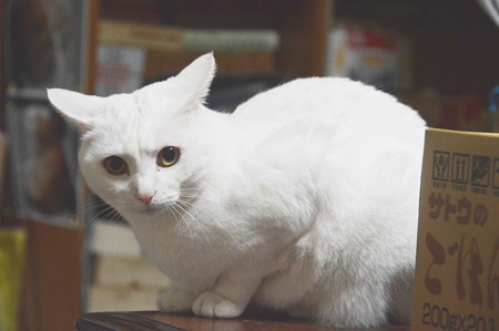 2016年11月20日のシロちゃん(メス3歳)