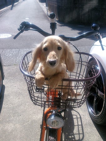 ピカりんと自転車?