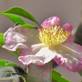 Photos: 山茶花 2016.11.3