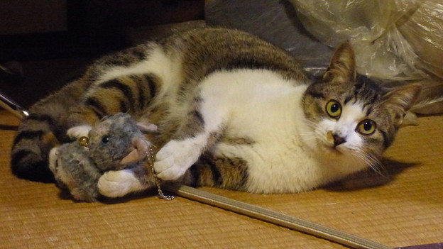 Photos: 「ぬいぐるみの猫」と戯れる…