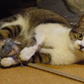 Photos: 「ぬいぐるみの猫」と戯れる…