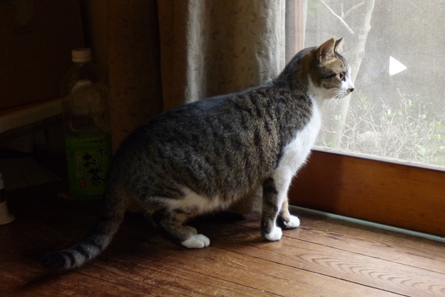 土曜の朝の庭を望む猫