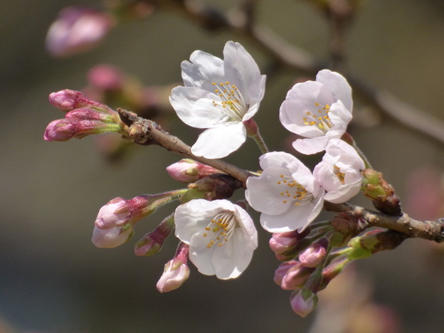 飛鳥山の桜も開花 2017.3.22(１)