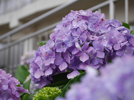 近所の公園で08