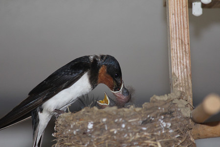 食べれるかな
