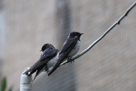 雨へっちゃら