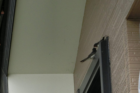 巣の確認
