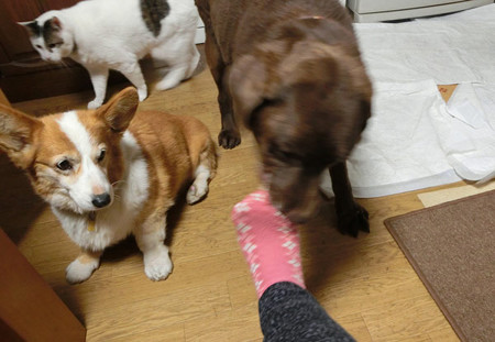 靴下脱がし