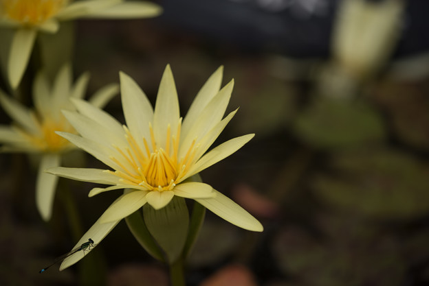 【大船植物園(熱帯睡蓮：エルドラド)】
