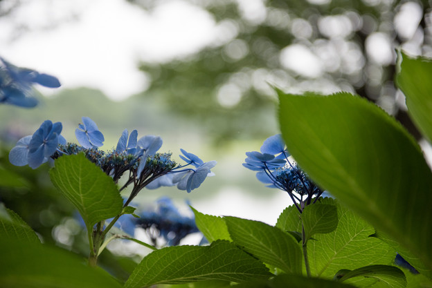 昭和記念公園 紫陽花 ナイチンゲール 2 写真共有サイト フォト蔵