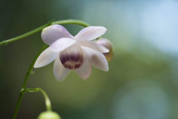 【赤城植物園(レンゲショウマ)】6