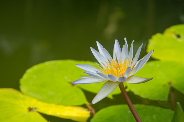 【大船植物園(熱帯睡蓮：ドーベン)】