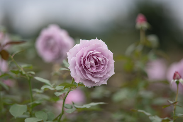 【花菜ガーデン(薔薇：ノヴァーリス)】