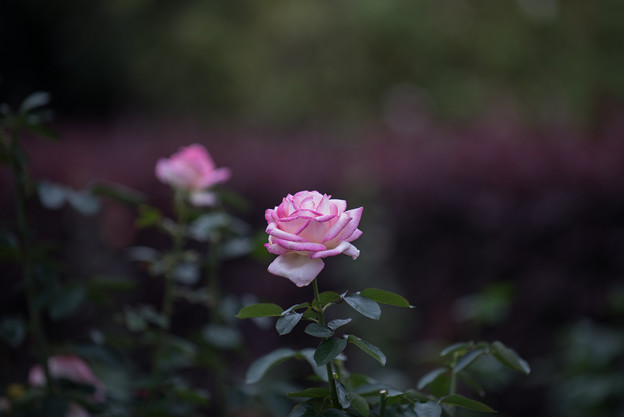 【花菜ガーデン(薔薇：プリンセス・ドゥ・モナコ)】