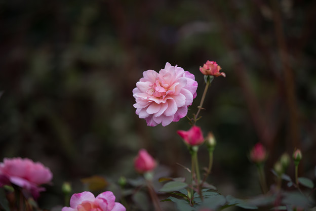 【花菜ガーデン(薔薇：グルス・アン・アーヘン・ピンク)】