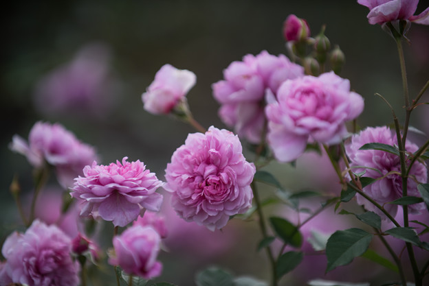 【生田緑地ばら苑(薔薇：シスター・エリザベス)】2