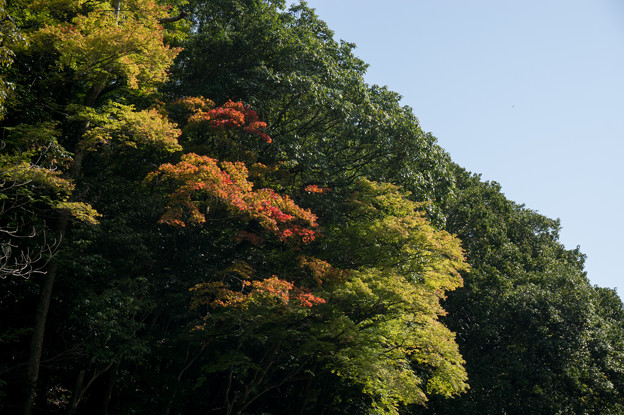 保津川下り～かろうじて見つけた紅葉
