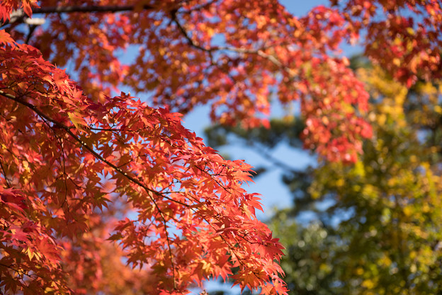 日本庭園の紅葉(2_5)