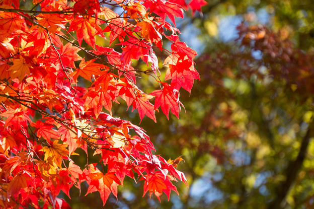 日本庭園の紅葉(6_3)