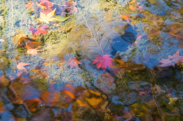 日本庭園の紅葉(7_5)
