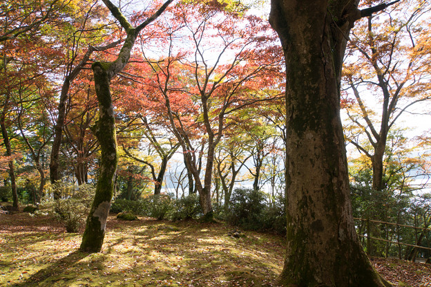 芦ノ湖の紅葉も進んでました(2)