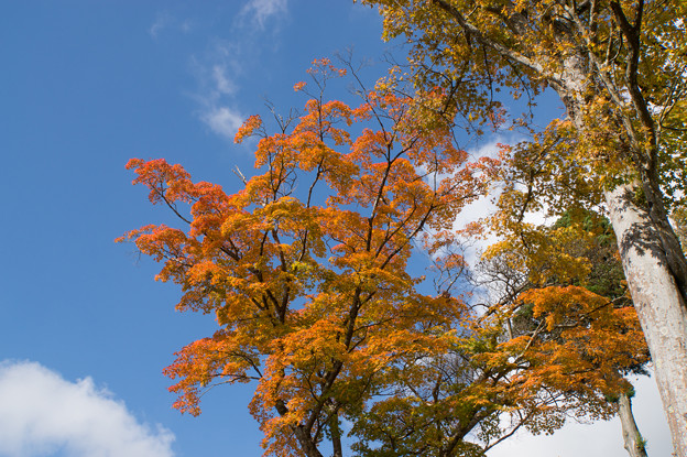 芦ノ湖の紅葉も進んでました(3)