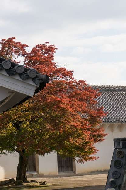 姫路城【19_ほの門を入った場所から見た紅葉】