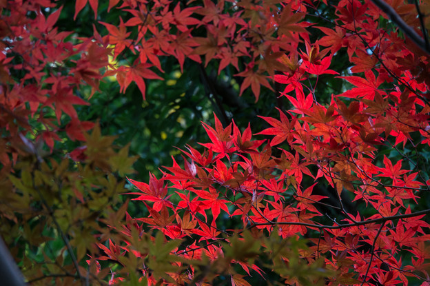 【ささぶねの道の紅葉】1_2