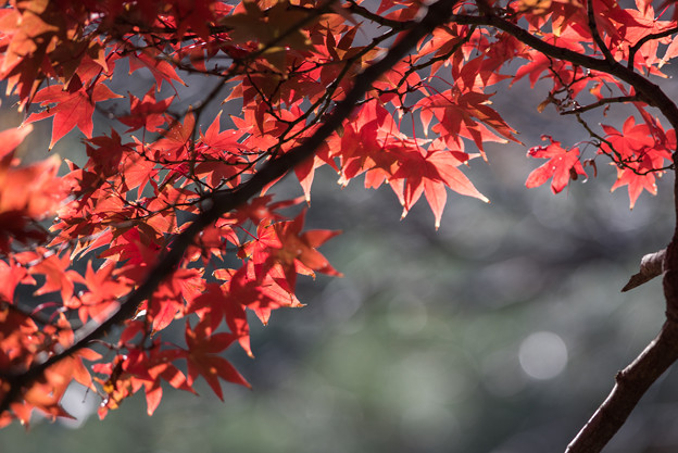 新宿御苑【上の池の紅葉】3