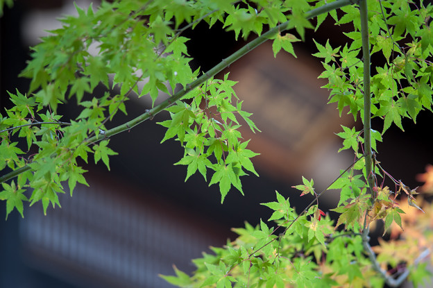 【九品仏浄真寺の紅葉】2_3
