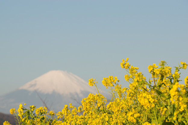 吾妻山公園【富士山と菜の花】2