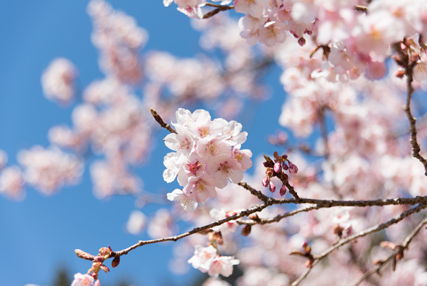 新宿御苑【寒桜】3