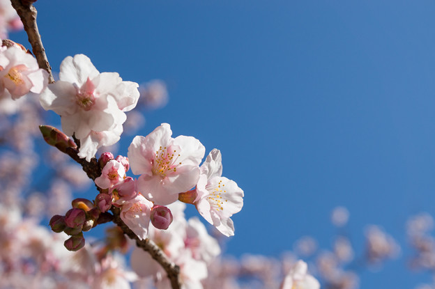 新宿御苑【寒桜】6