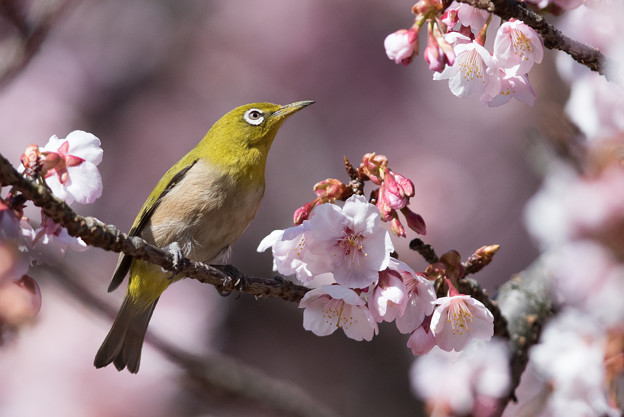 新宿御苑【寒桜とメジロ】6