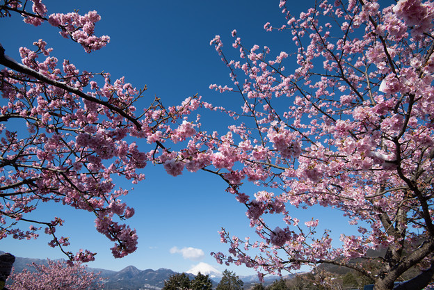 松田山【河津桜と富士山】1