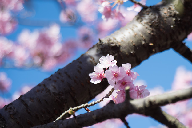 松田山【河津桜】3