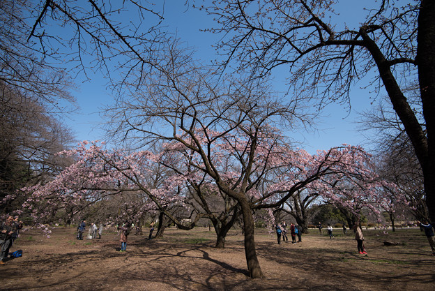新宿御苑【大寒桜】1
