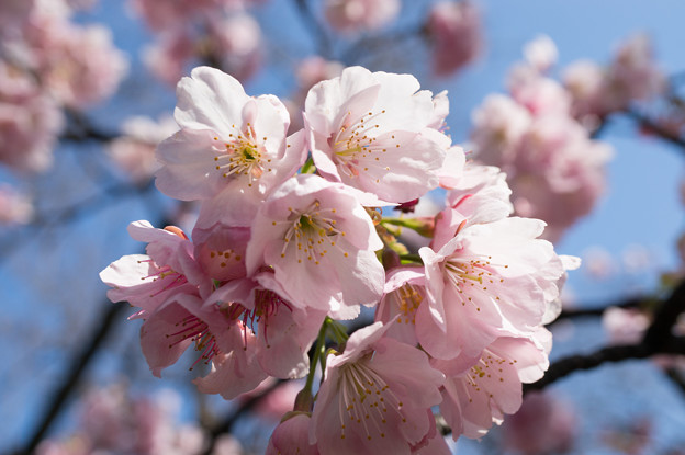 新宿御苑【大寒桜】4