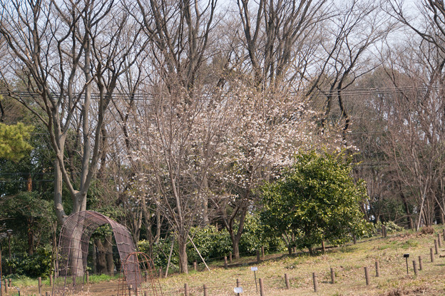 神代植物公園【桜：寒咲大島】1