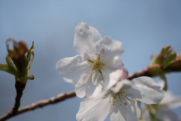 神代植物公園【桜：寒咲大島】4