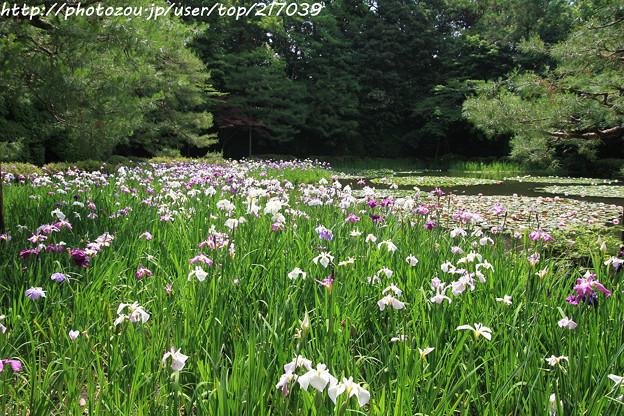 Img 7849平安神宮 西神苑 白虎池 花菖蒲 照片共享页面 撮影蔵