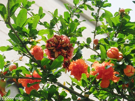 石榴の花