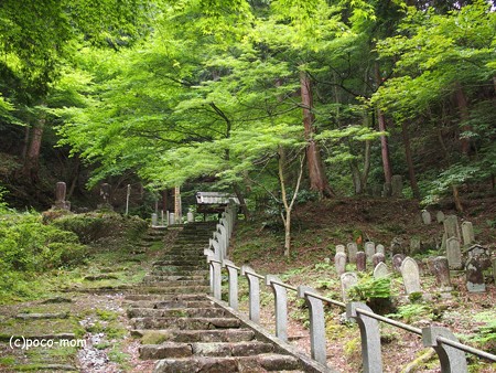 米原市 湖北 蓮華寺 P6190029