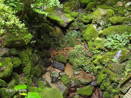 米原 松尾寺 醒井楼 P6190086