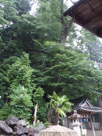 観音の里めぐり 米原 西山観音堂 P6190096