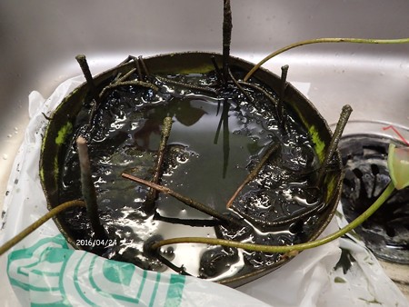 蓮を実生から育てる 植え替え P4240710