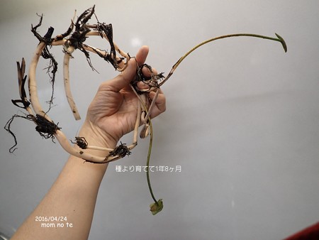 蓮を実生から育てる 植え替え P4240713
