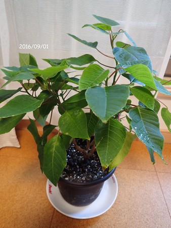 ポインセチア P90110981